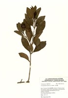 藏品(苦林盤(白花苦林盤))的圖片